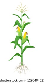 Maize plant isolated on white background with yellow corncobs, green leaves and roots vector illustration in flat design.