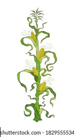 Maize plant. Yellow ripe corn cobs. Zea mays. Vector colour illustration. Agriculture harvest.