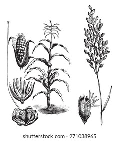 Maize, rice, vintage engraved illustration. La Vie dans la nature, 1890.
