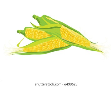 Maize. Vector illustration