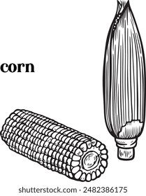 Maize vector line drawing isolated on white background.