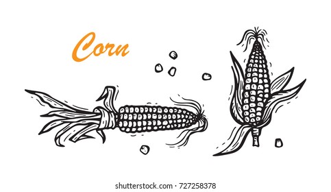 Maize. Vector Vegetable. Hand Drawn Doodle Corn Cobs And Corn Grains