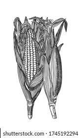 Maize from a wood print from 1563