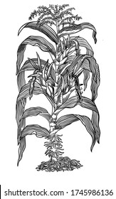 Maize (Zea mays) after a wood print by Mattioli, 1563.