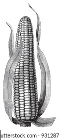 Maize (Zea Mays) / vintage illustration from Meyers Konversations  Lexikon 1897
