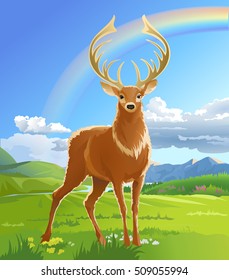 Majestic adult red deer in the meadow