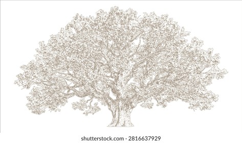 Majestic ancient oak tree vector illustration with detailed spreading branches and foliage, vintage etching line art drawing