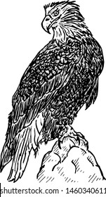 A majestic bald eagle perched on a rock. Hand drawn vector illustration. 