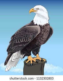 Majestic Bald Eagle still sitting keen eyes against the blue sky. Realistic image. Vector illustration. 