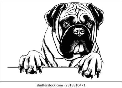 El majestuoso perro Bullmastiff asomando, irradiando fuerza y naturaleza gentil, un verdadero guardián con un encanto irresistible