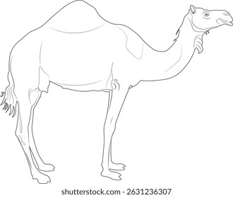A majestic camel (dromedary) depicted in a clean and simple line art illustration. Ideal for themes of desert, travel, and wildlife.