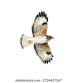 Majestic flying hawk vector illustration with spread wings, perfect for nature, wildlife, or conservation designs. Artistic bird of prey artwork.