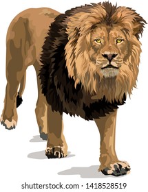 Majestic Golden Male Lion, With Dark Flowing Mane, Walking Vector