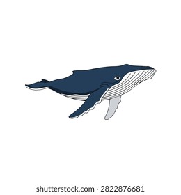 Majestic Humpback Whale Side View Vector Illustration Isolated on White Background for Marine Design