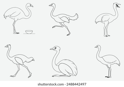 Majestic Ostrich Line Art Collection