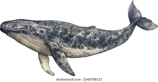 Majestic whale watercolor illustration, hand-painted marine creature with gentle expression and textured body on a white background