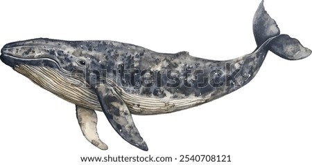 Majestic whale watercolor illustration, hand-painted marine creature with gentle expression and textured body on a white background