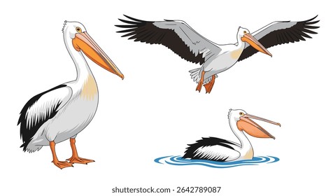 The Majestic White Pelican Avian Beauty Water Birds and Coastal Habitat Wonders