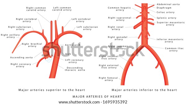 The major arteries. Abdominal Vascular Anatomy.\
Abdominal Vasculature. Structure of the Aorta. The Aorta and its\
branches. Major arteries superior to the heart. Major arteries\
inferior to the heart