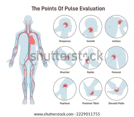 The major arteries and pulse points on human body. Heartbeat evaluation placements. Cardiovascular system. Flat vector illustration