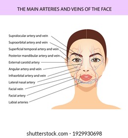 Major Arteries And Veins Of The Face. Vector Medical Illustration