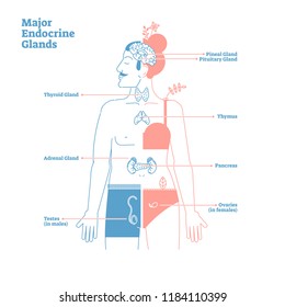 Major Endocrine Glands System. Medical science vector illustration diagram with pineal,pituitary,thyroid,thymus,adrenal,pancreas,testes and ovaries glands secreting human body hormones.Male and female