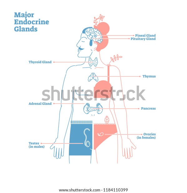 Major Endocrine Glands System Medical Science Stock Vector Royalty Free