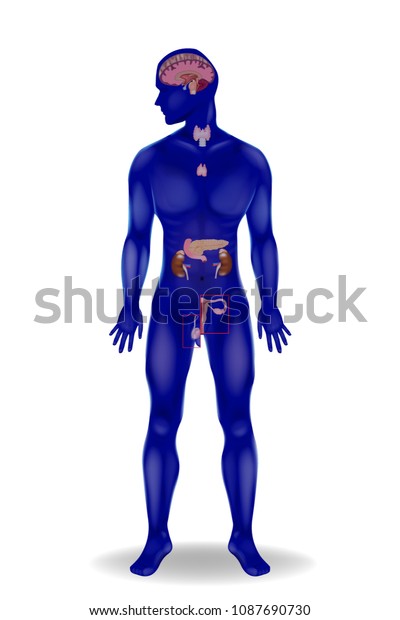 Major Endocrine Organs Endocrine System Stock Vector (Royalty Free