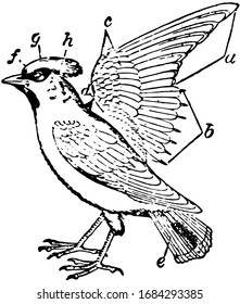 Major function of Plumage of Bird, vintage line drawing or engraving illustration.