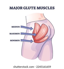 Major glute muscles with medius, maximus and minimus parts outline diagram. Labeled educational human body buttocks anatomy with medical butt muscular system parts description vector illustration.