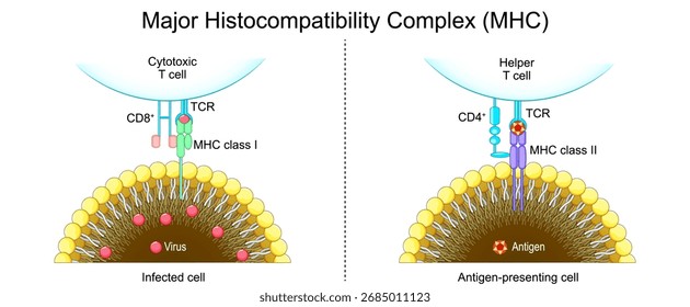 Complexo de Histocompatibilidade Maior MHC. Célula apresentadora de antígeno exibindo antígeno para célula T auxiliar. Células infectadas apresentando fragmentos virais a linfócitos T citotóxicos. Ilustração vetorial