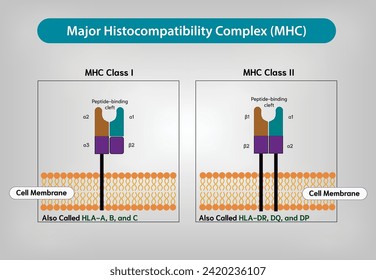 Major histocompatibility complex (MHC) - MHC Class I VS MHC Class II vector and illustration svg