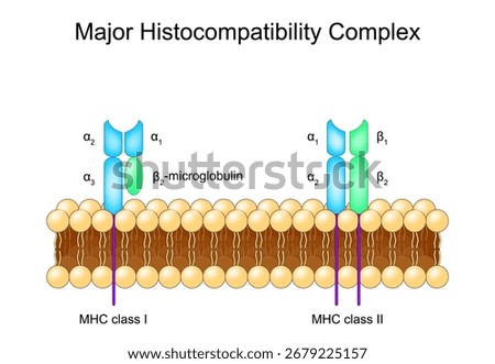 Major histocompatibility complex. MHC molecules in Cell lipid bilayer membrane. Detailed vector illustration