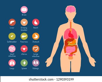 Major Human Body Internal Organs Icons And Placement Scheme. Visual, Teaching Aid, Study Guide. Inside Anatomical Structure. Flat Simple Design Style. Vector Illustration On A Dark Colored Background.