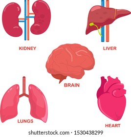 Major Human Internal Organs Set