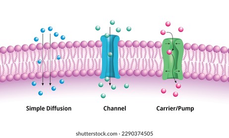 Major Mechanisms by which Molecules Cross the Cell Membrane, Simple Diffusion, Channel, and Pump or Carrier - Medical Vector Illustration