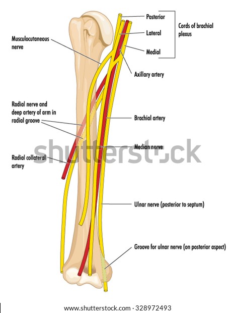 The major nerves and arteries of the upper arm,\
showing the humerus, axillary and brachial arteries and the radial,\
median and ulnar nerves.