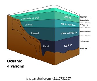 Major Oceanic Zones Based On Depth Stock Vector (Royalty Free ...