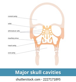 Major skull cavities. Prominent skull cavities, a frontal section including cranial, nasal, and oral (buccal) cavity and ethmoid air cells. Orbits and maxillary sinus. Mouth and eye sockets.