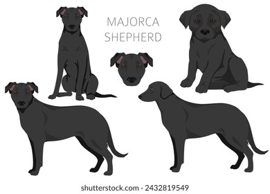 Majorca Shepherd dog clipart. All coat colors set.  All dog breeds characteristics infographic. Vector illustration