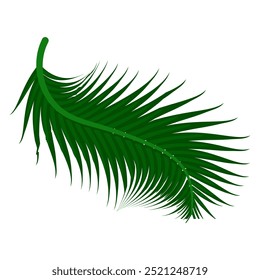 Make a Professional Coconut Leaf Vector