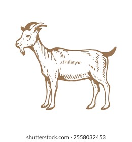 Make a Professional Goat Vector Image