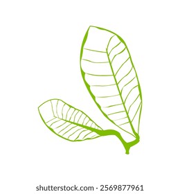 Make a Professional Leaf Line Vector Art