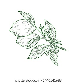 Make a Professional Lime Leaves Vector 