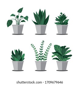 make some vector plants for home decoration