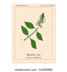 Malabar nut (Justicia adhatoda), or adulsa, adhatoda, vasa, or vasaka, medicinal plant. Hand drawn botanical vector illustration