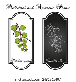 Malabar spinach (Basella alba), edible and medicinal plant. Hand drawn botanical vector illustration