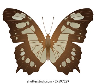 Malachite butterfly