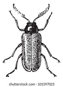 Malacodermata, vintage engraved illustration. Dictionary of Words and Things - Larive and Fleury - 1895