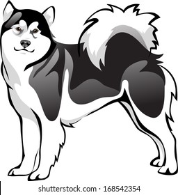 Malamute dog breed
